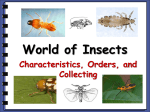World of Insects - Biology Junction