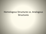 Analogous structures They appear similar but are from different