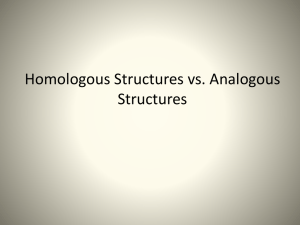 Analogous structures They appear similar but are from different