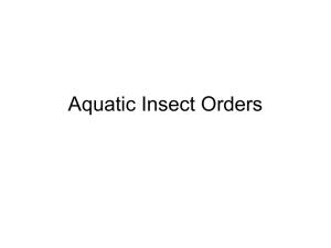 Aquatic Insects