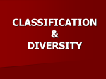 classification & diversity