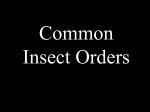 Evolution of Insects & Insect Orders