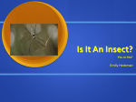 Is It An Insect?