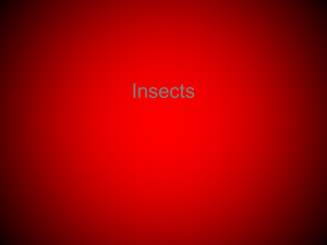 Insects