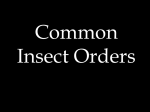 Evolution of Insects & Insect Orders