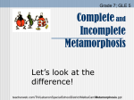 Metamorphosis - WBR Teacher Moodle
