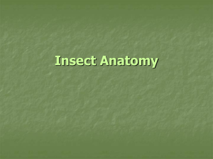 Insect Anatomy