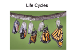 Life Cycles - Lillard Cats
