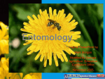 Entomology - Chicago High School for Agricultural Sciences