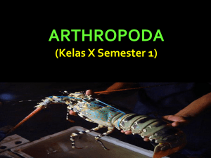 ARTHROPODA (Kelas X Semester 1)