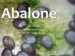 Abalone - Dauphin Island Sea Lab