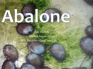 Abalone - Dauphin Island Sea Lab