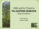 HWA and its Threat - Tree