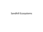 Sandhill Ecosystems