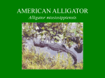 AMERICAN ALLIGATOR Alligator mississippiensis