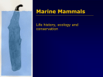 Marine Mammals