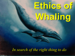 Ethics of Whaling
