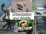 urbanization