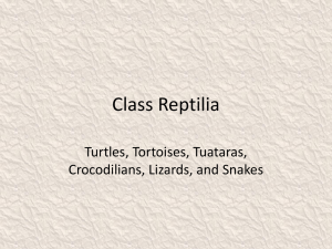 Class+Reptilia