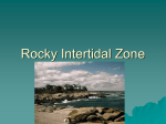 Rocky Intertidal Zone