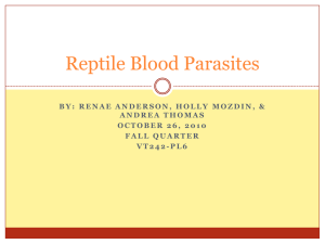 Reptile Blood Parasites - MyeFolio