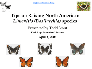 Skippers in Utah - Utah Lepidopterists' Society