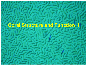 Tropical Marine Biology Productivity and the Coral Symbiosis