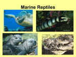 Marine Reptiles, Birds, & Mammals