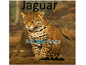 Jaguar - בי"ס נווה דליה