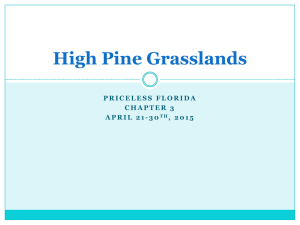 High Pine Grasslands
