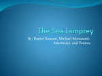 The Sea Lamprey