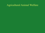 Agricultural Animal Welfare