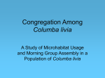 Congregation Among Columba livia