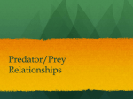 Predator/Prey Relationships