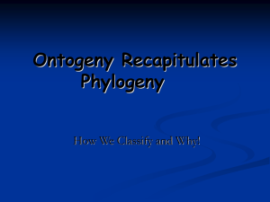 Ontogeny Recapitulates Phylogeny