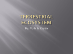 Terrestrial Ecosystem - Mrs. Jennings8th Grade ScienceMaus