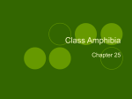 Class Amphibia - T.R. Robinson High School