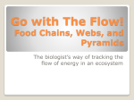 Go with The Flow! Food Chains, Webs, and Pyramids