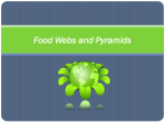 Food Webs and Pyramids