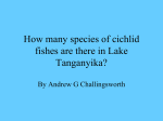 How many species of cichlid fishes are there in