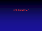 Fish Behavior & Communication - Hillsborough Community College