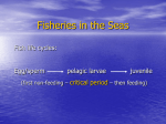 Fisheries in the Seas
