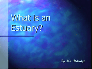 What is an Estuary?