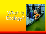 Intro To Ecology/Energy Flow/Cycles