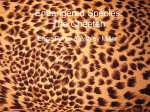 Endangered Species: The Cheetah