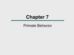 Chapter 6 Primate Behavior