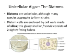 Unicellular Algae: The Diatoms
