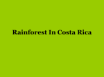 Rainforest In Costa Rica