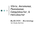 Vibrio, Aeromonas, Plesiomonas, Campylobacter, & Helicobacter