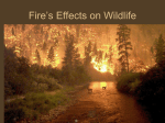 Fire and Wildlife